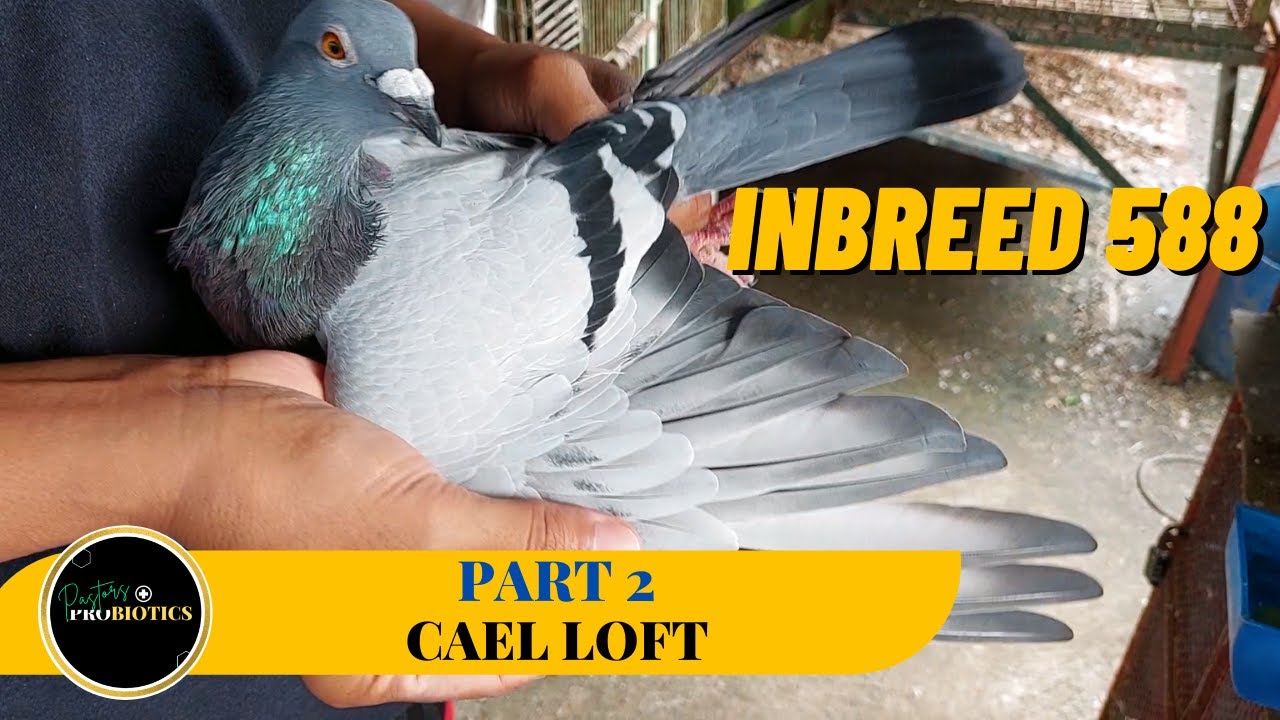 Meron din pala siyang 588 line!