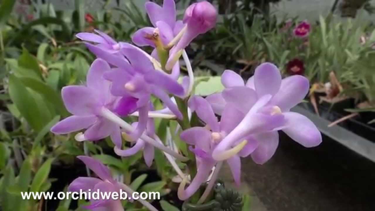 OrchidWeb - Neofinetia falcata x Aerides odorata