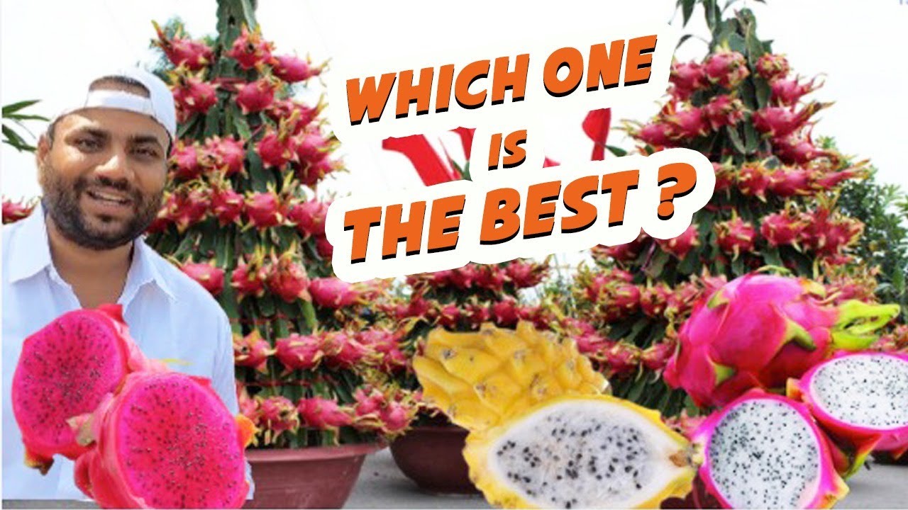 Which Dragon Fruit Variety you should prefer ? | ड्रैगन फ्रूट के प्रकार | Farming Engineer