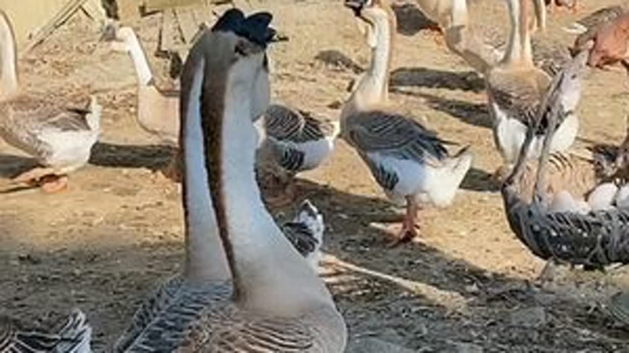 今年狮头鹅产蛋量不高，看看华姐家养这么多鹅能够捡多少蛋