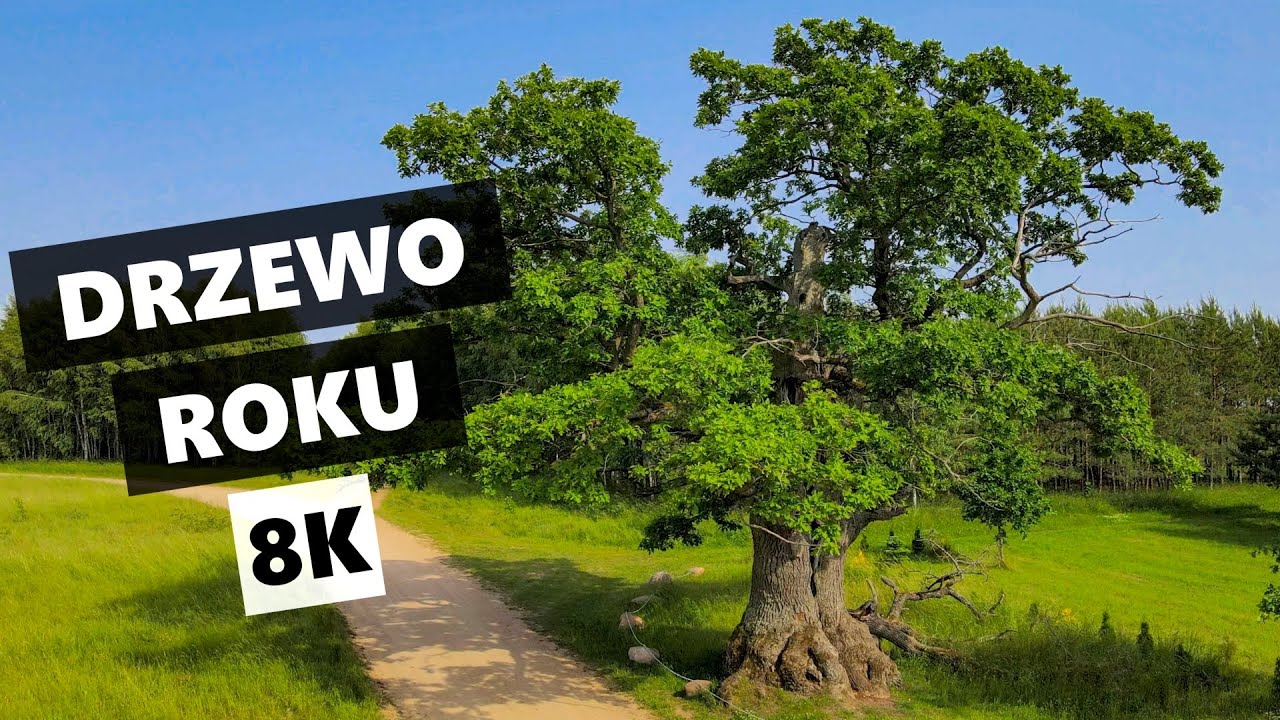 Dąb Dunin - Europejskie Drzewo Roku 2022 w 8K
