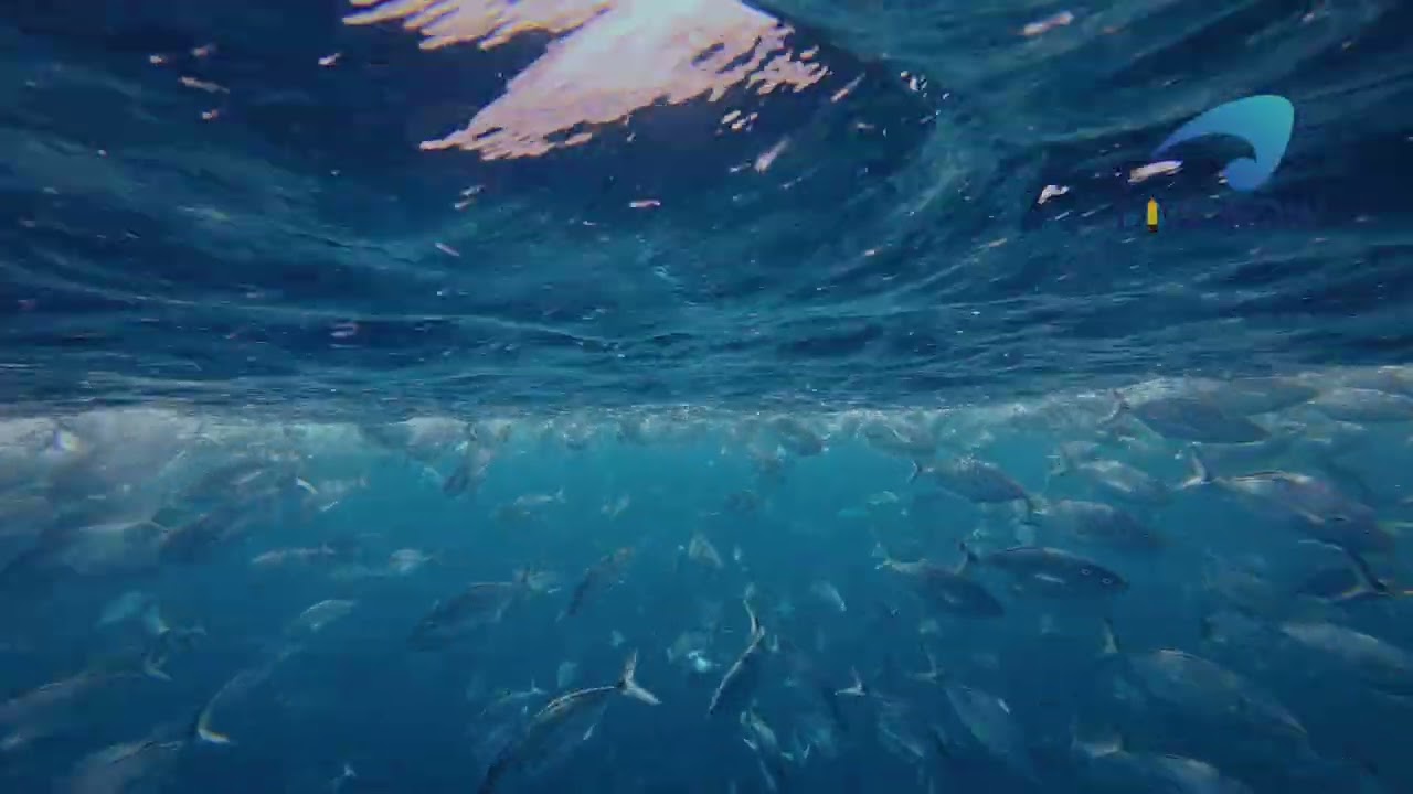 Feeding frenzy at the Poor Knights