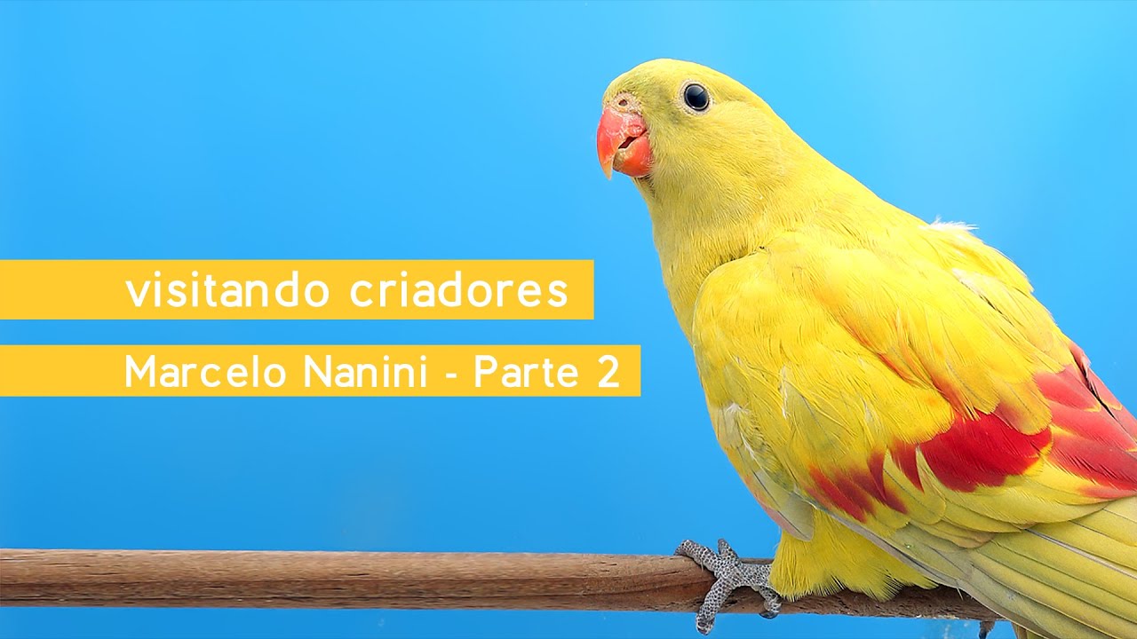 Psitacídeos Nativos e Exóticos - Conheça o Criadouro Nanini Aves - Parte 02