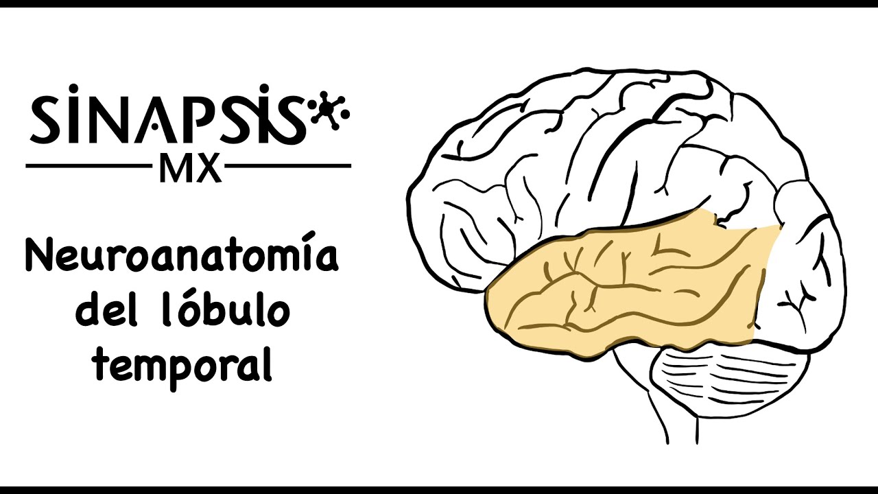 Lóbulo temporal (neuroanatomía funcional)