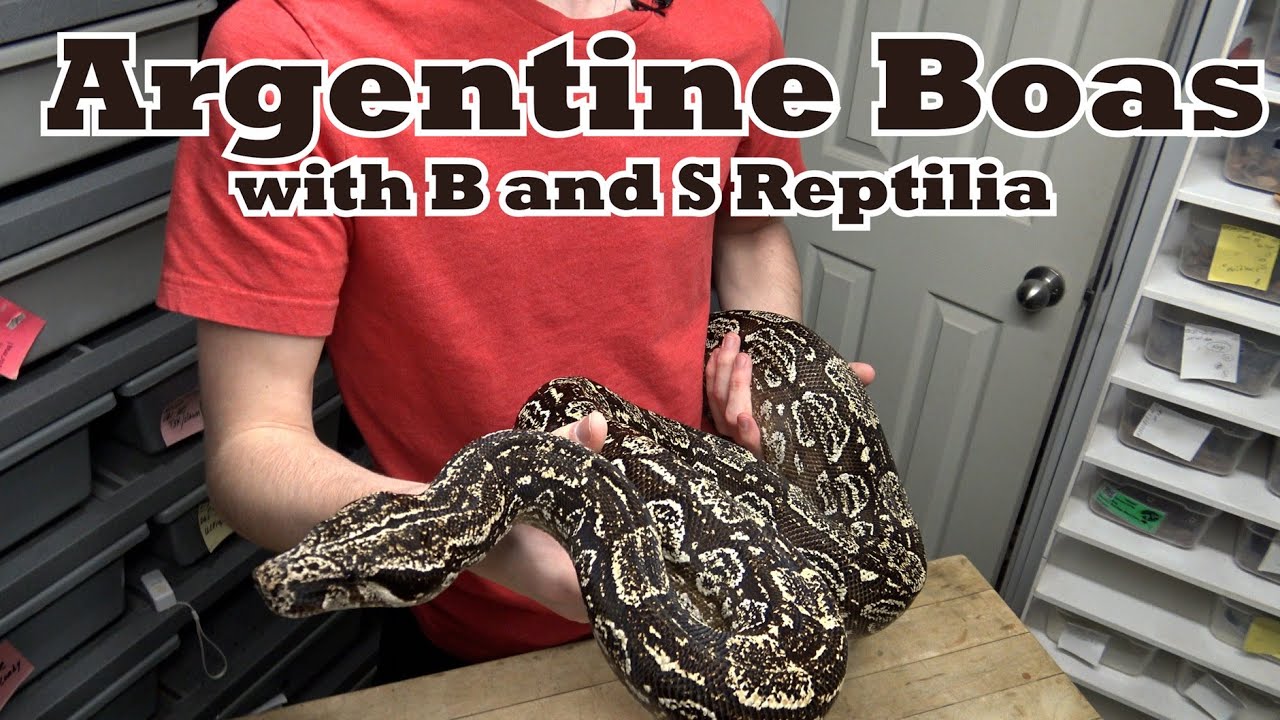 Аргентинские удавы с B и S Reptilia