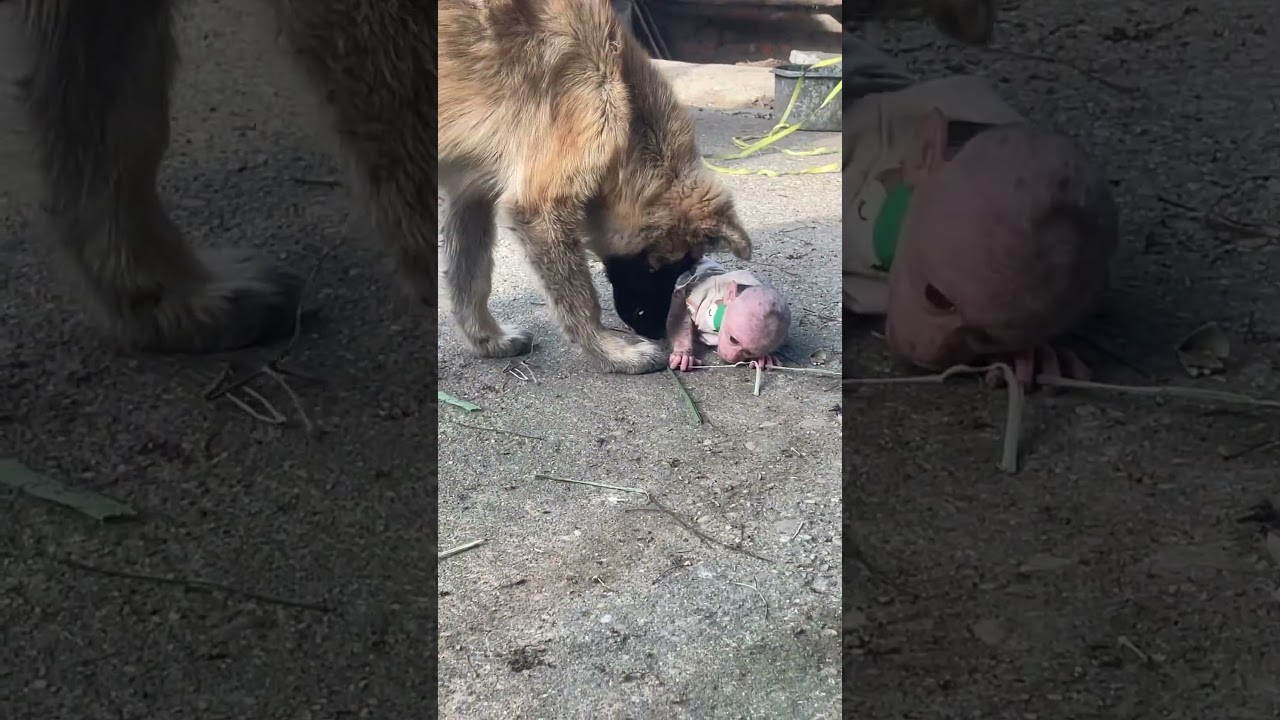 The dog likes to tease the baby monkey.