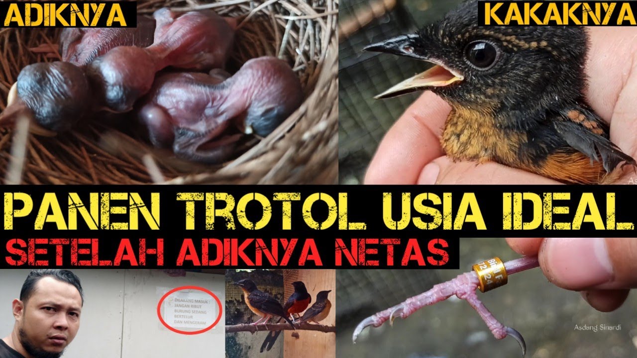 Panen trotol loloh induk usia ideal‼️setelah panen pasang ring‼️dan langsung belajar makan voer‼️