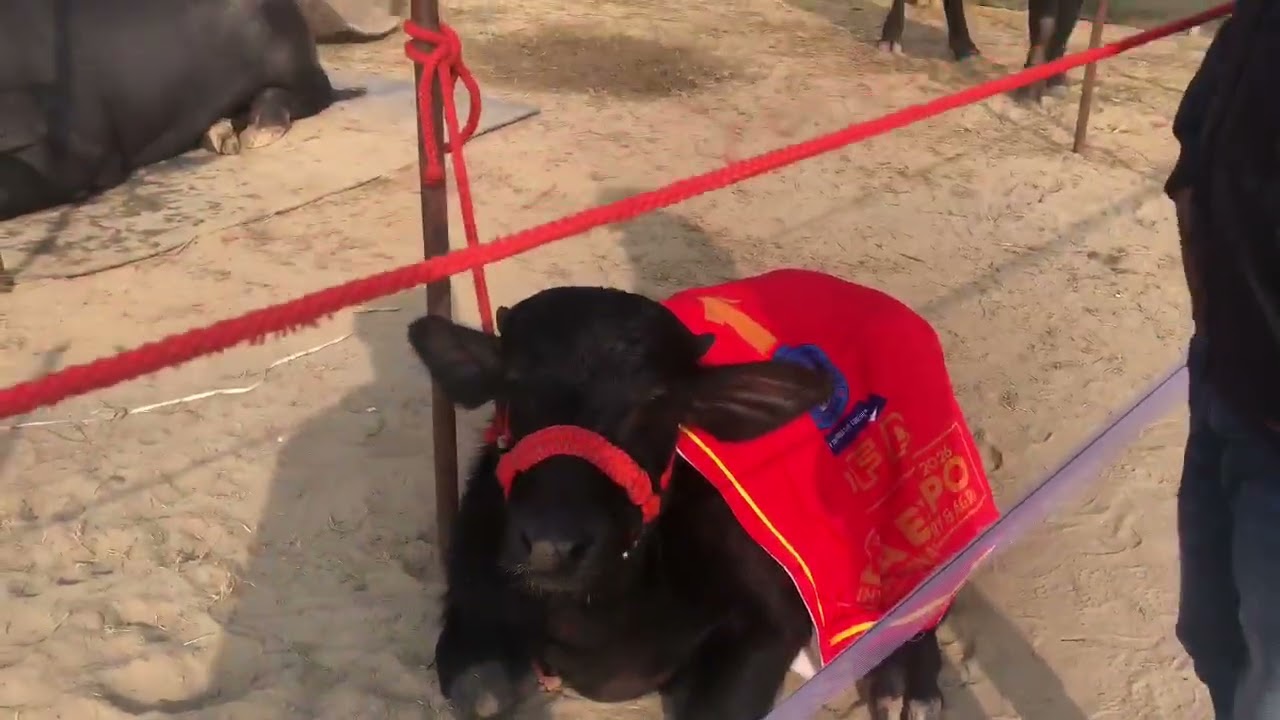 Day 3 DFA MELA 2026 KURUKSHETRA HARYANA ALL BULLS VARIETY 🐃🐂
