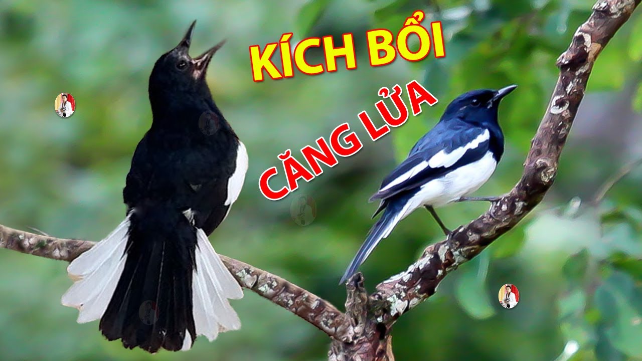 Chòe than hót giọng rừng - Luyện Chòe Than Hót Giọng Hay. Luyện Chòe Than hót Giọng chuẩn. choe than