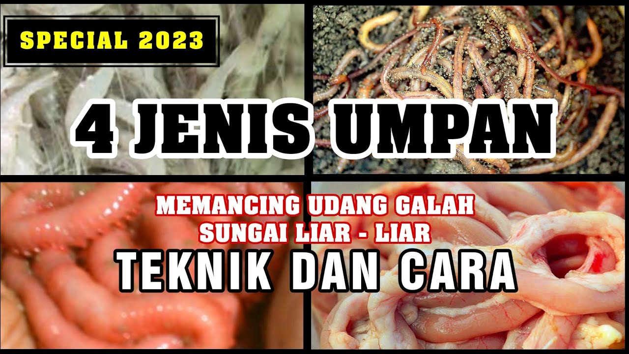 BONGKAR!! 4 Jenis Umpan Terbaik Memancing Udang Galah Sungai | Teknik&Cara Special 2023