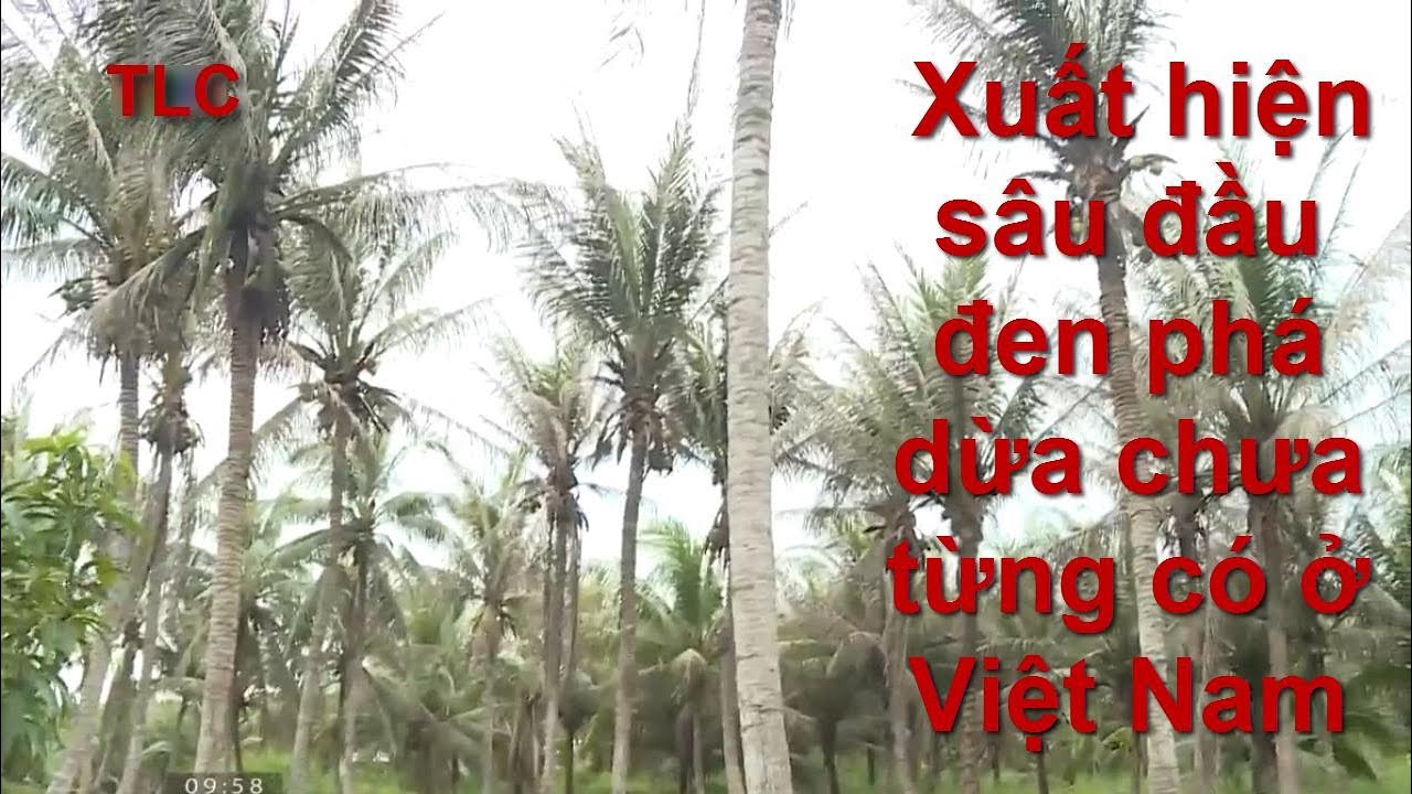 Xuất hiện sâu đầu đen phá hại dừa chưa từng có ở Việt Nam