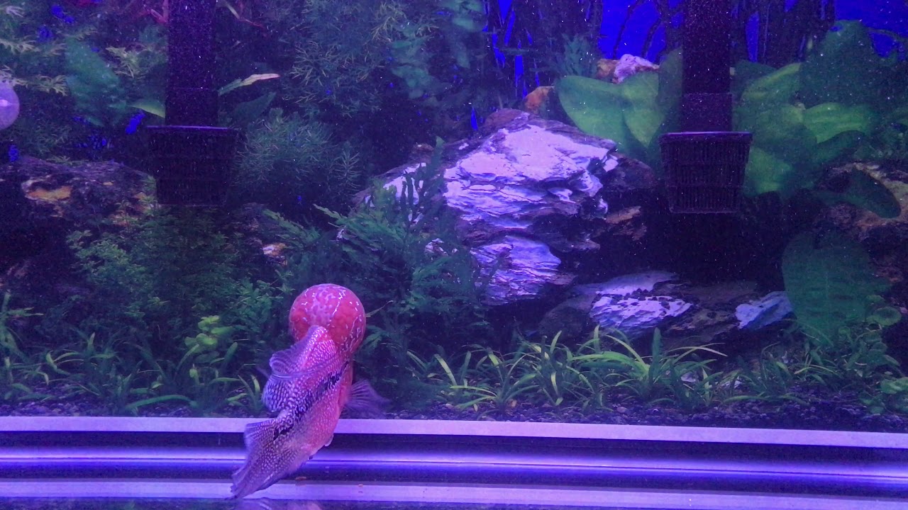 My Cute Zhen Zhu Super Red Dragon Flowerhorn Enjoys being Entertained Part 1!