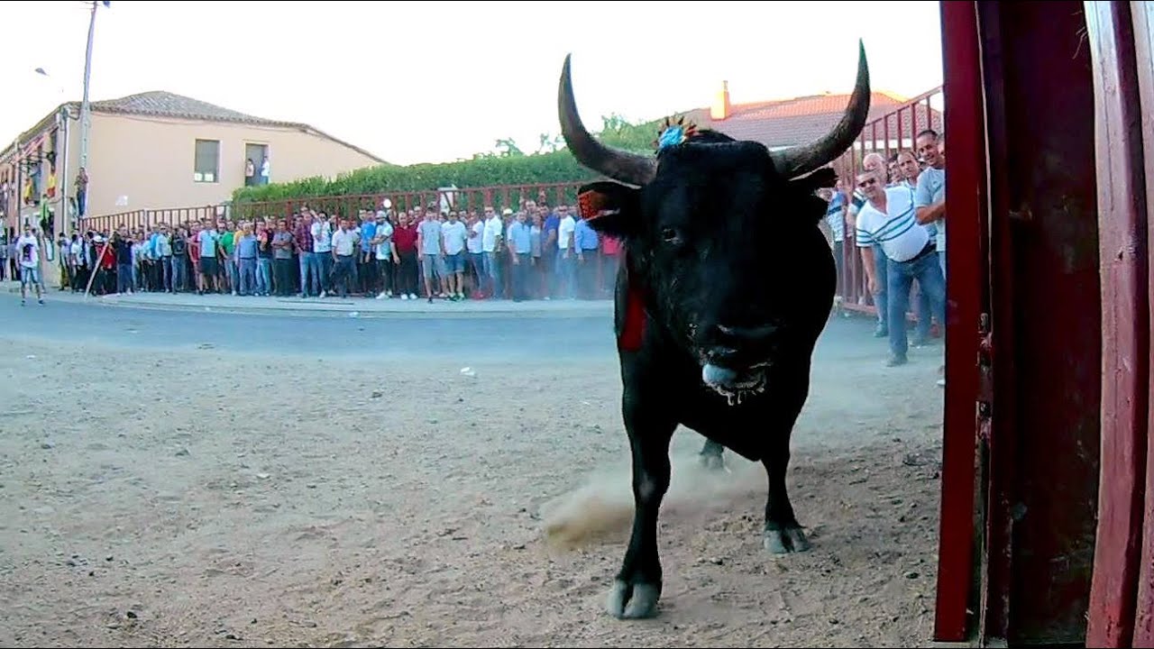 RUEDA 2017 Toro del Vendimia