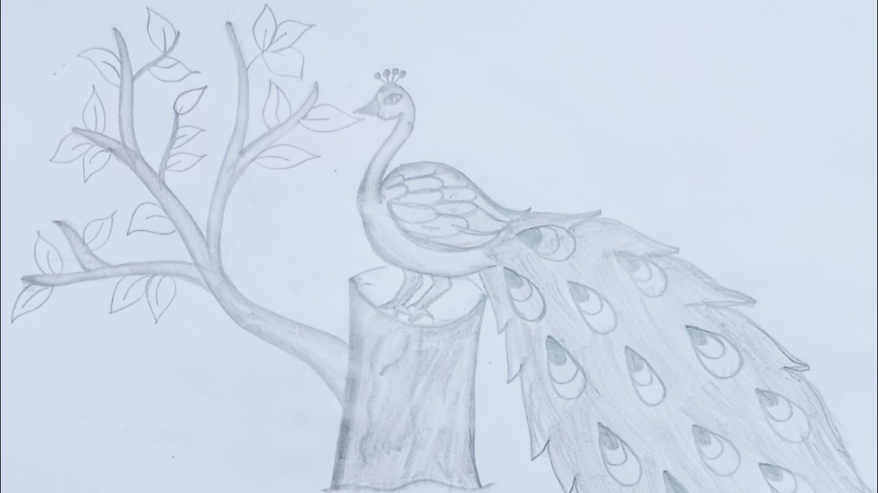 मोर का चित्र कैसे बनाएं/how to draw a peacock on the tree very easy step by step peacock drawing art