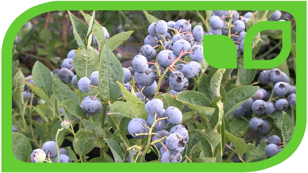 Die Heidelbeeren 