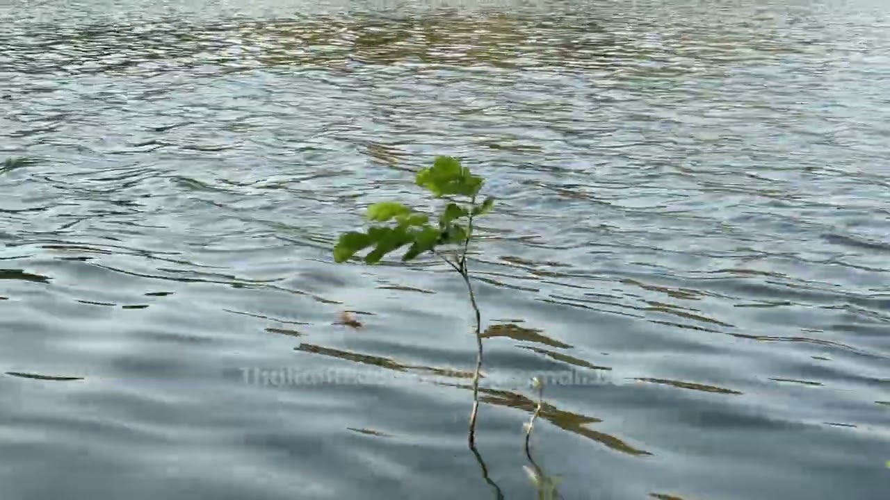 Wind blow on plant in pond summer time 