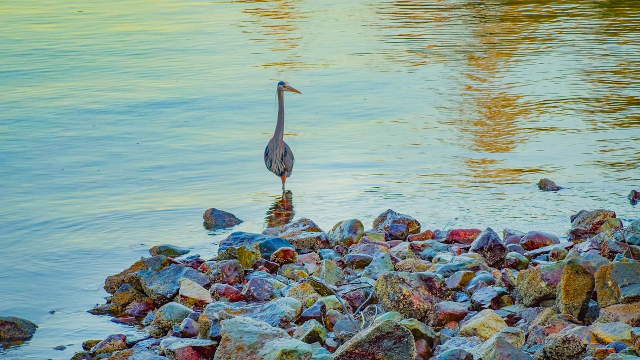 8 Hours of Real River Sounds | Great Blue Heron Hunting in 4K – No Music, Pure Nature Ambience