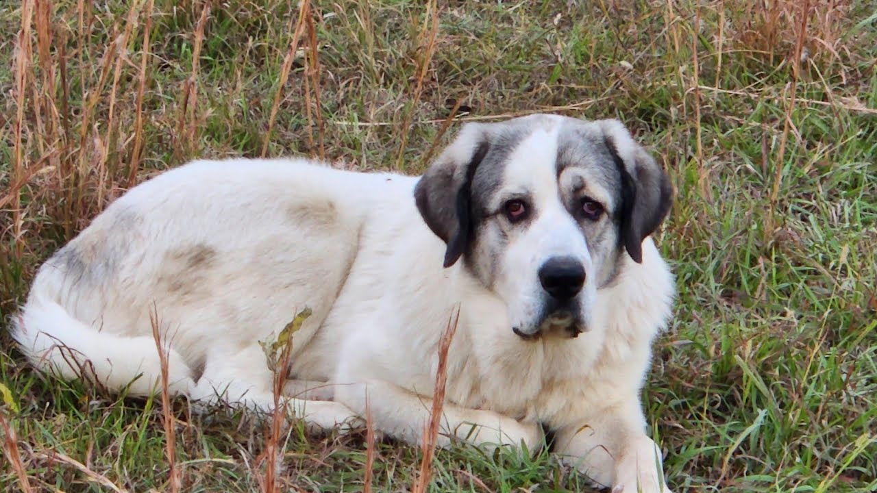 Training with Koda our LGD..DON'T CHASE THE SHEEP