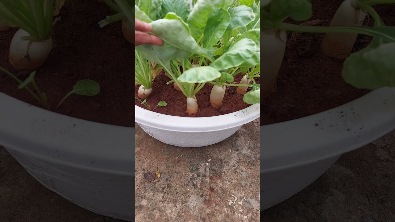 growing radish plants in container #radish #mullangi #harvest #shorts