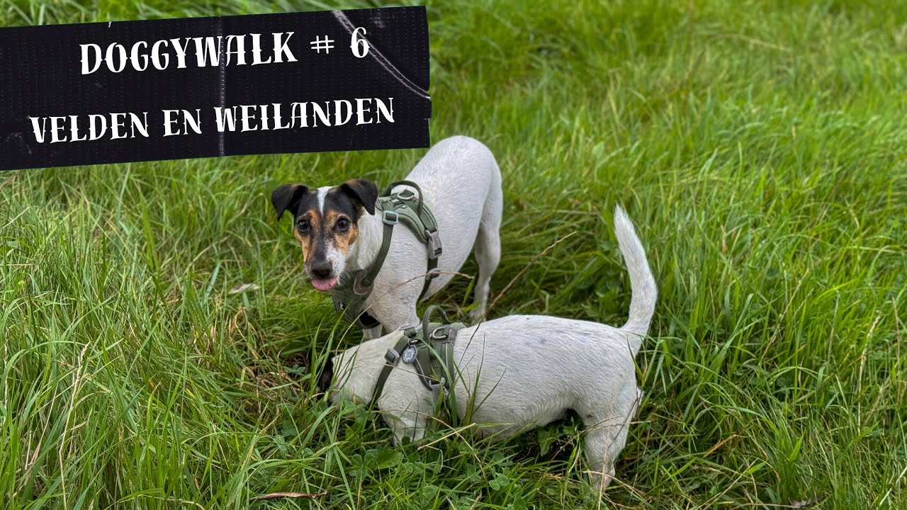 Doggy Walk | Een Ontspannende wandeling door velden en weilanden. | 25 min.