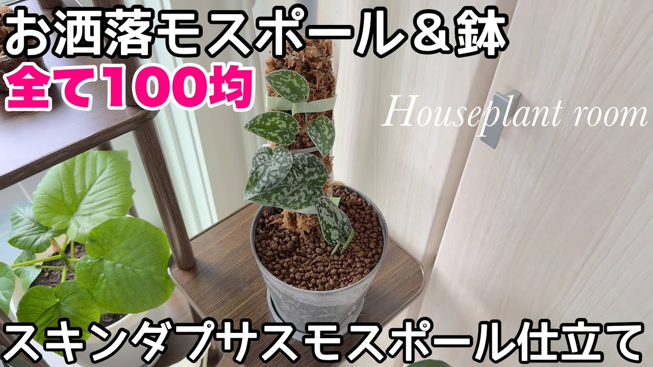 簡単激安100均アイテムで作るお洒落スキンダプサスモスポール仕立て！　観葉植物　スキンダプサス　モンステラ