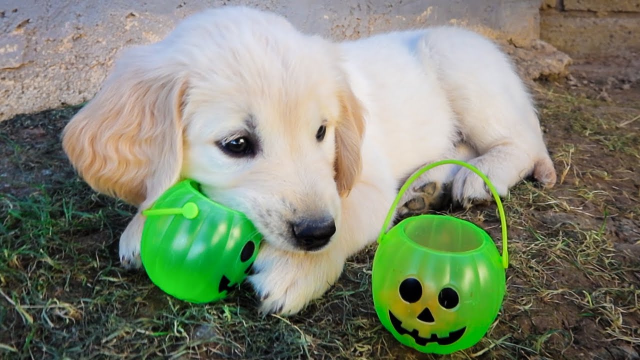 PUPPIES GO TRICK-OR-TREATING!!