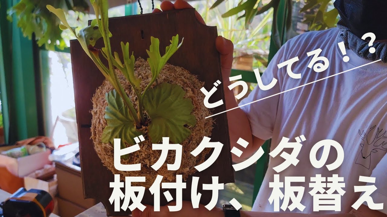 結束バンドを使ったビカクシダの板付け、板替えはこうする！