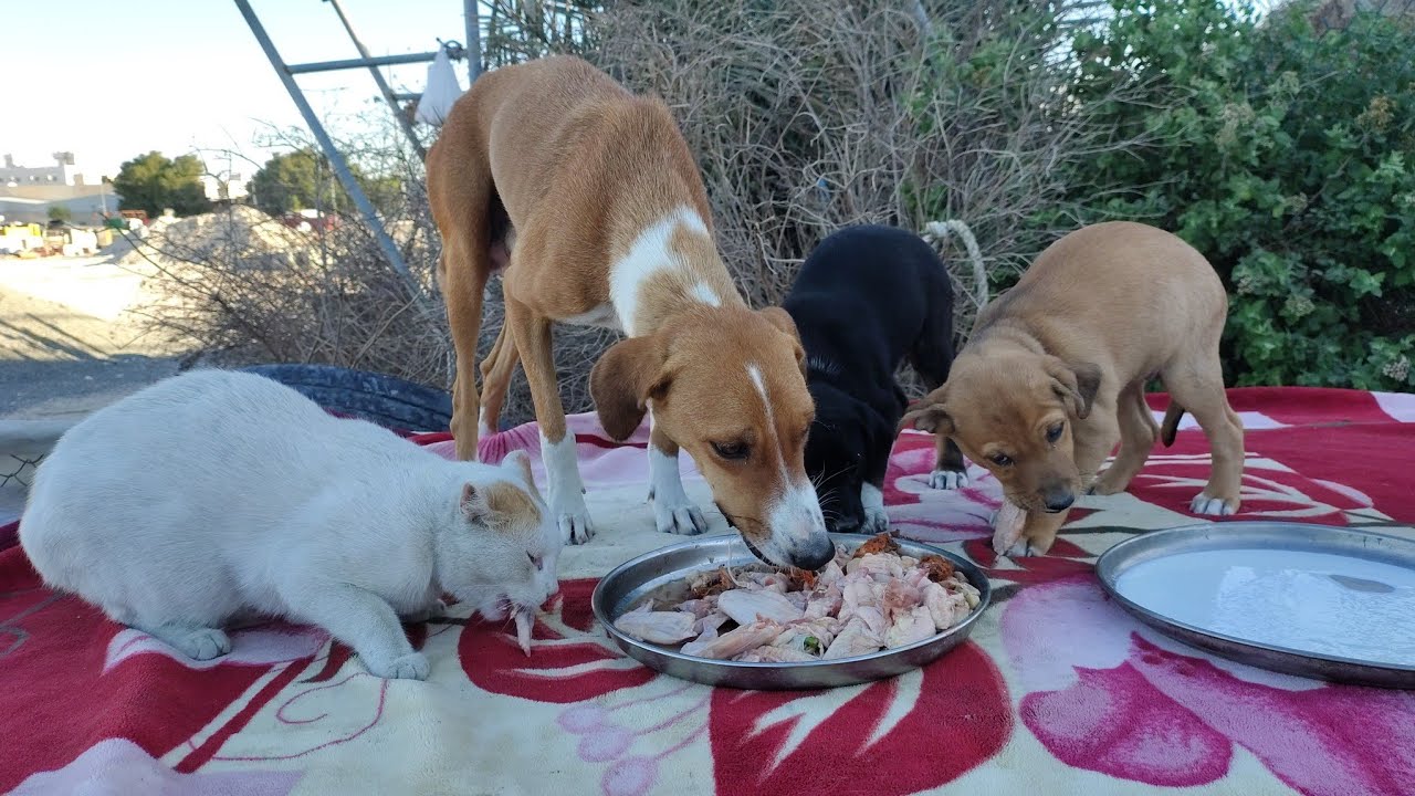 Saving a Hungry Street Dog Mother and Her Puppies 🐾💔 | Feeding & Care