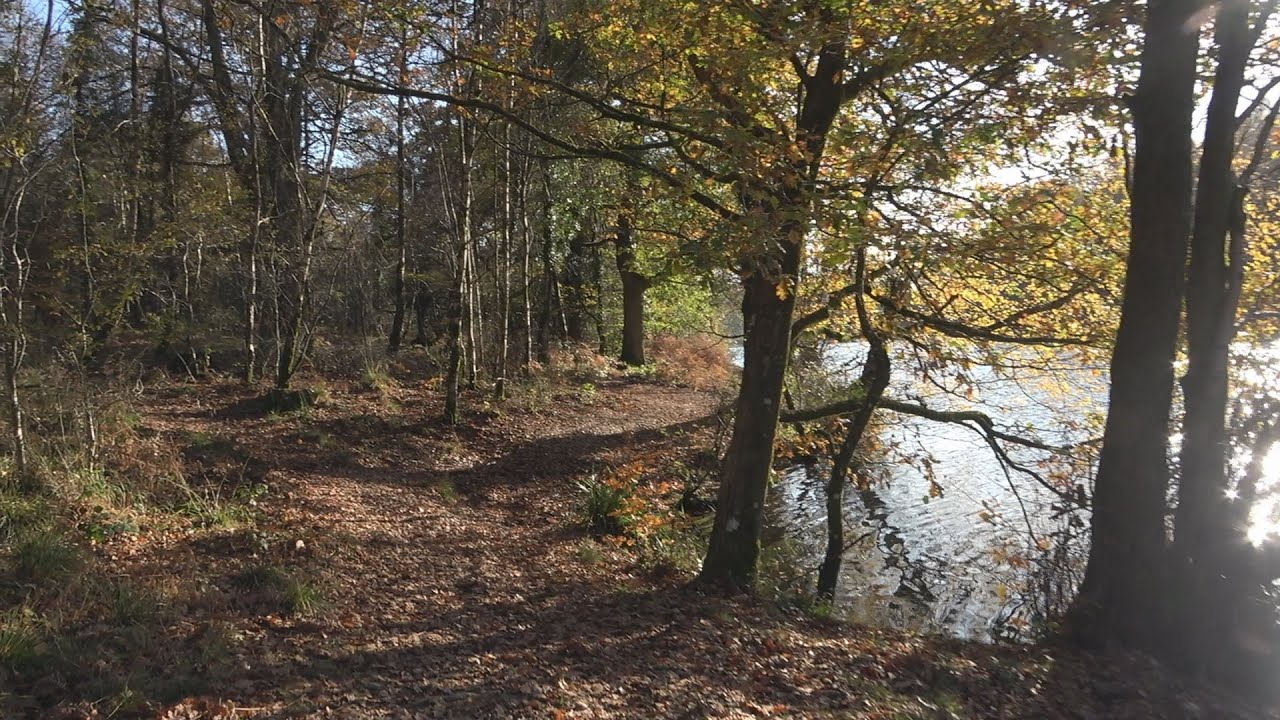 Forest of Dean Cannop Ponds and Railway Walk