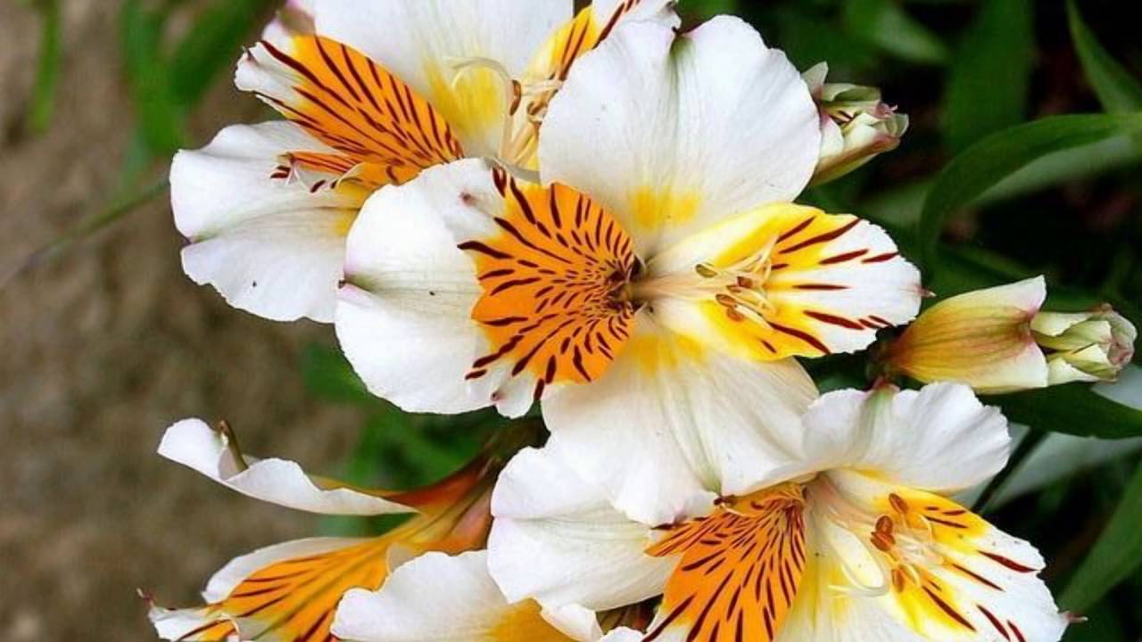 Alstroemeria flower (HD1080p)