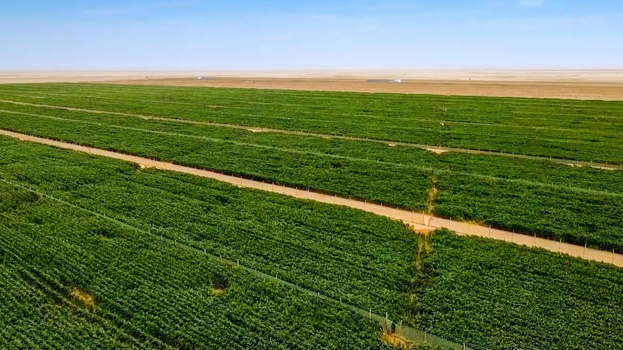 من أراضي قاحلة إلى أراضي خضراء. تفاصيل مشروع تعاونية الساقية الحمراء الفلاحي يهم توفير أعلاف الأبقار