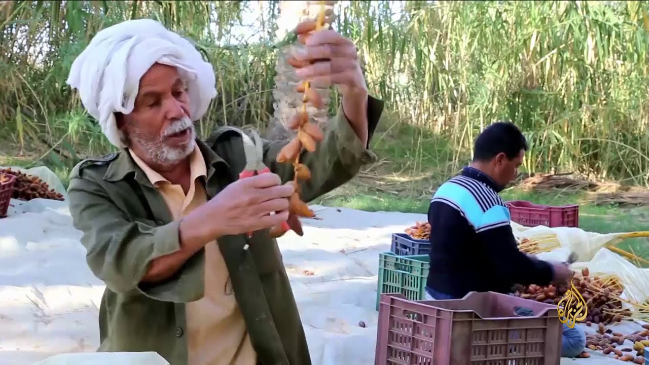 هذا الصباح- بدء موسم جني التمور بتونس