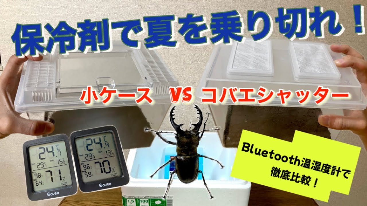 【夏の温度対策】保冷剤と発泡スチロールでカブトムシ・クワガタの温度管理に挑戦しよう！保冷効果を徹底比較☆ミヤマクワガタは飼育できるか？
