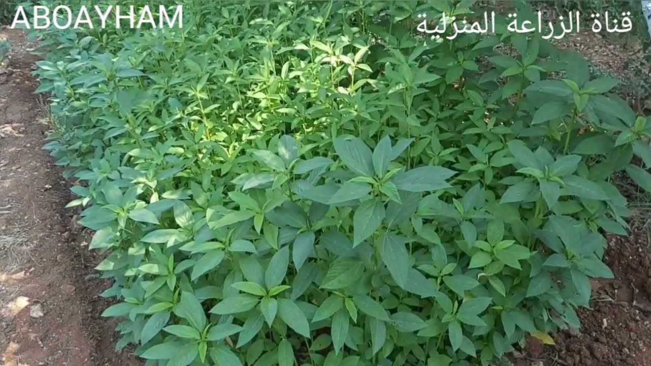 طريقة زراعة الملوخية
