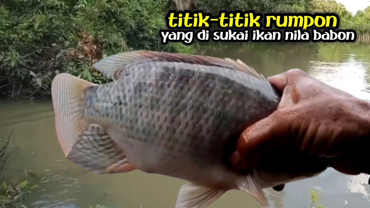 Teknik Mancing Rumpon Paling Cepat Strek Babon Ikan Nila 