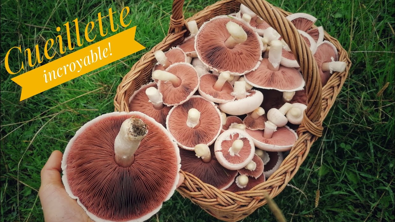 Des rosés des prés partout ! Cueillette exceptionnelle ! Incroyable! #champignons #cueillette