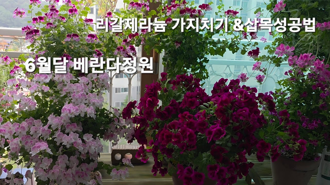 6월 베란다정원 리갈제라늄 가지치기 &삽목 성공법