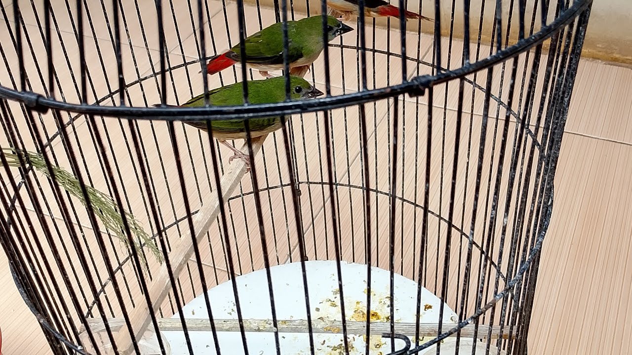 bird gagal dapat burung Bondol hijau madu pun dapat