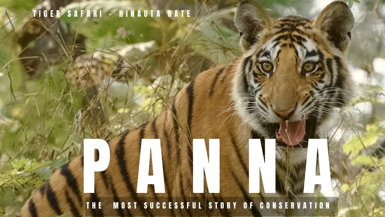 Panna National Park - The Most SUCCESSFUL Story of Conservation!