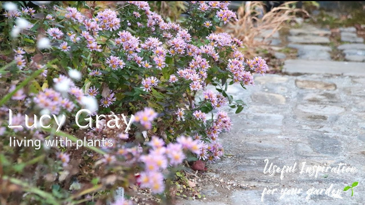 【庭日記】春に向けて庭の冬支度の様子をお見せします！/LucyGray、ビオラや菊など冬の植物をご紹介
