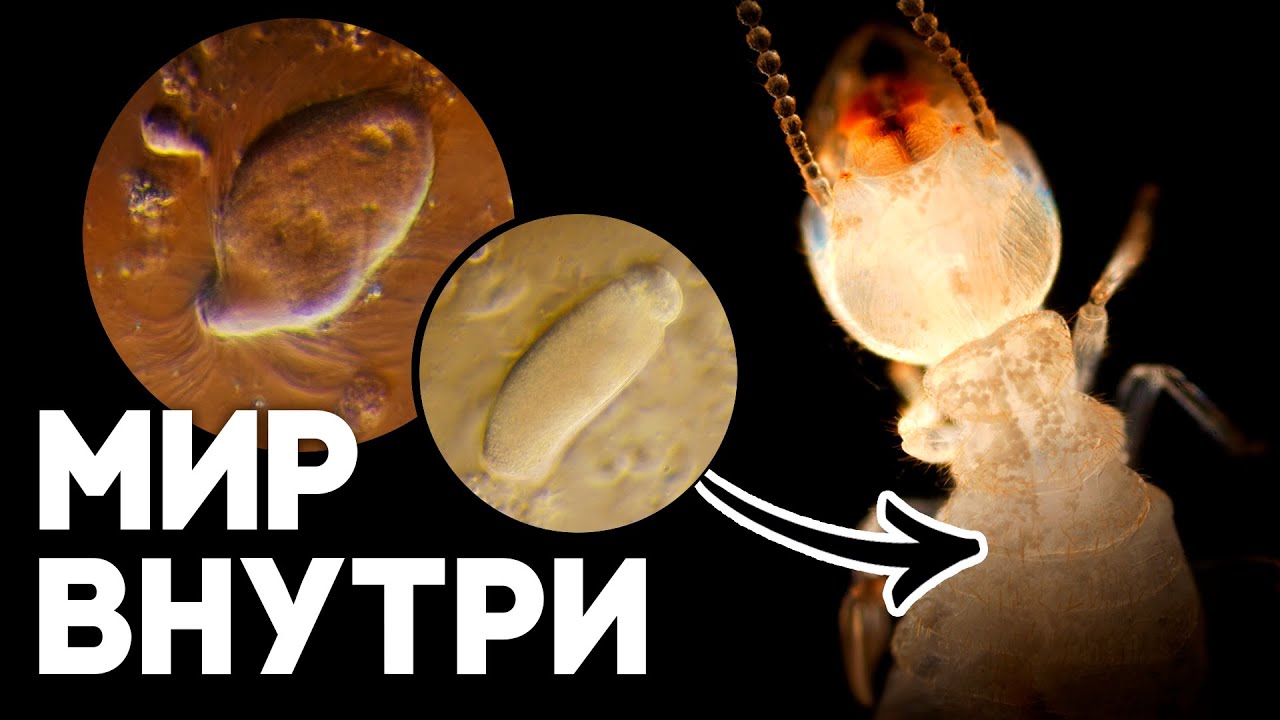 Как термиты перерабатывают древесину? Удивительные симбионты социальных насекомых! \\ Димон и пумба