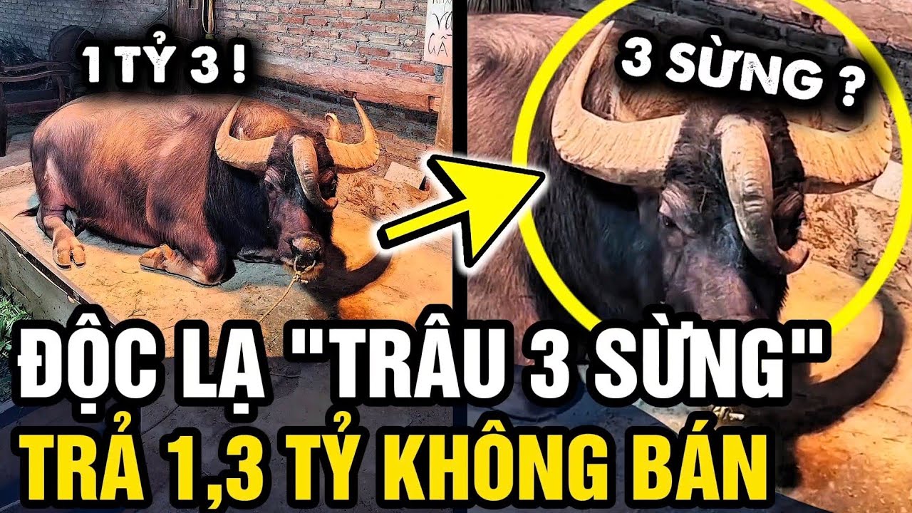 Độc lạ CON TRÂU 3 SỪNG trả 1,3 tỷ chủ cũng KHÔNG BÁN, cấm người lạ lại gần | Tin 3 Phút