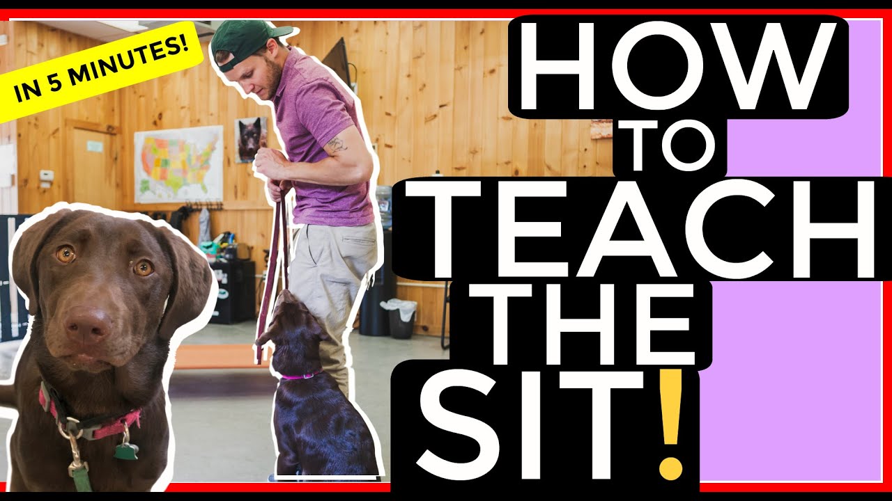Teach any Dog the Sit Command in Five Minutes with Americas Canine Educator