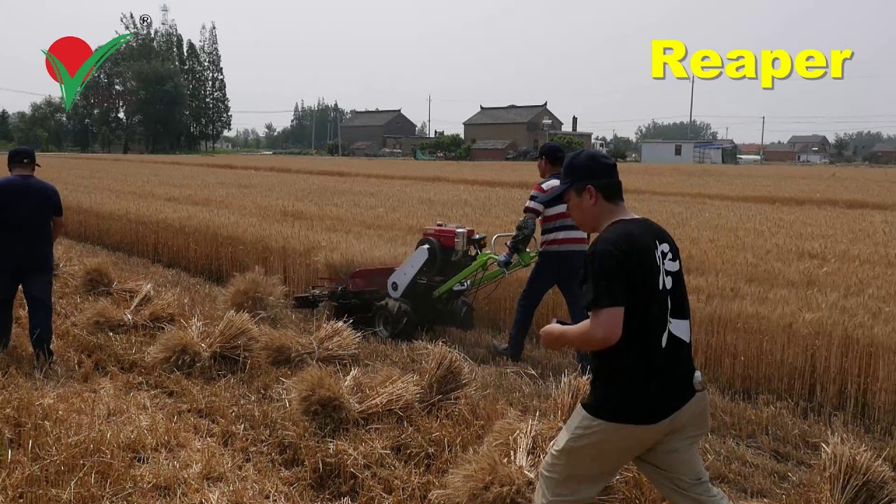 2018 new type reaper binder harvesting wheat wechat +8617352392066  whatsapp +8618262494472
