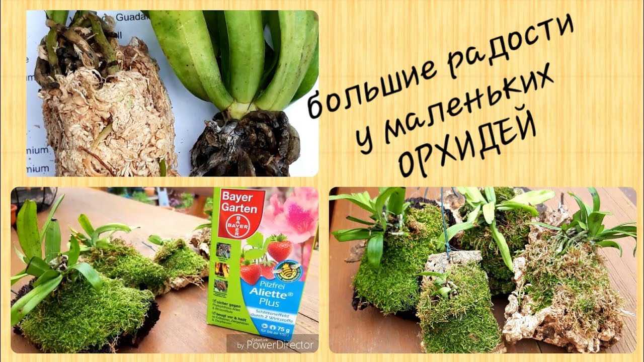 ОРХИДЕИ после покупки, АДАПТАЦИЯ, новые корни. Aerangis luteola var. rhodosticta.