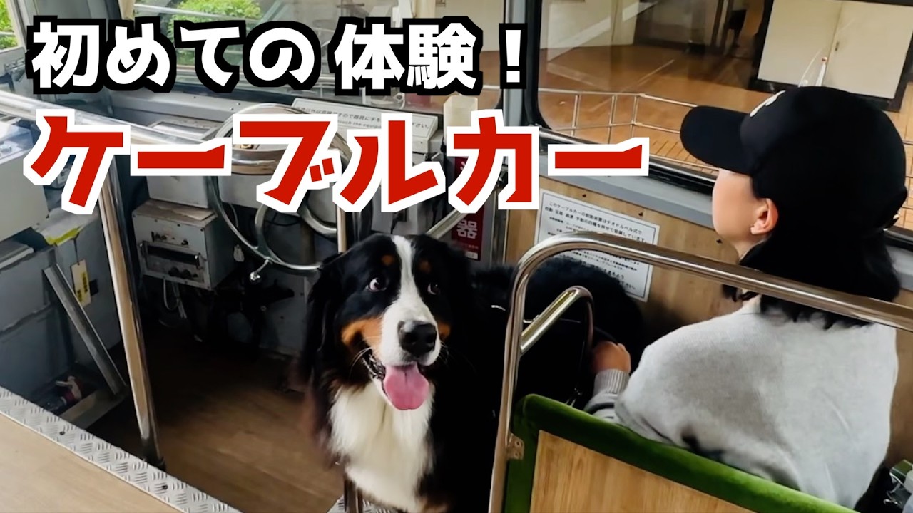 初めてのケーブルカー体験！バーニーズと十国峠を満喫