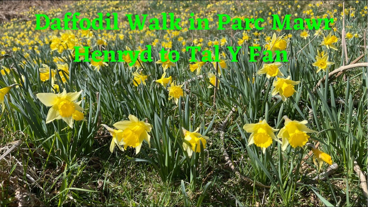 Daffodil Walk in Parc Mawr & visiting Llangelynin Church - Henryd to Tal Y Fan summit, Snowdonia