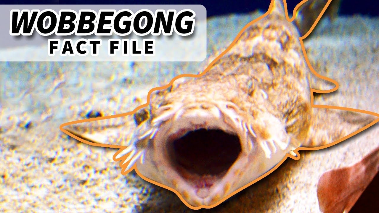 Wobbegong facts: the CARPET SHARK 🦈 Animal Fact Files
