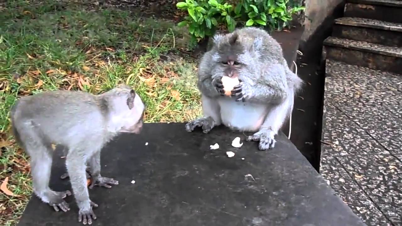 Monkey eats a raw egg
