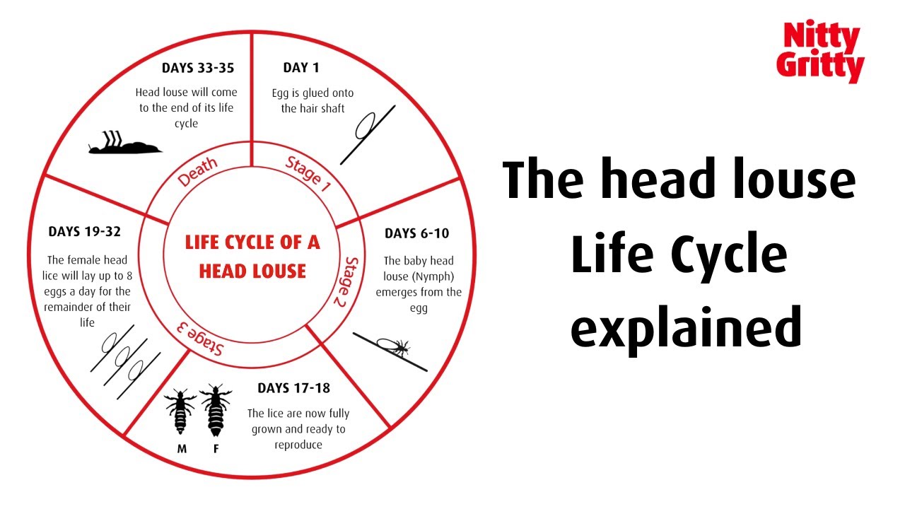 The Head Lice Life Cycle explained by an EXPERT!